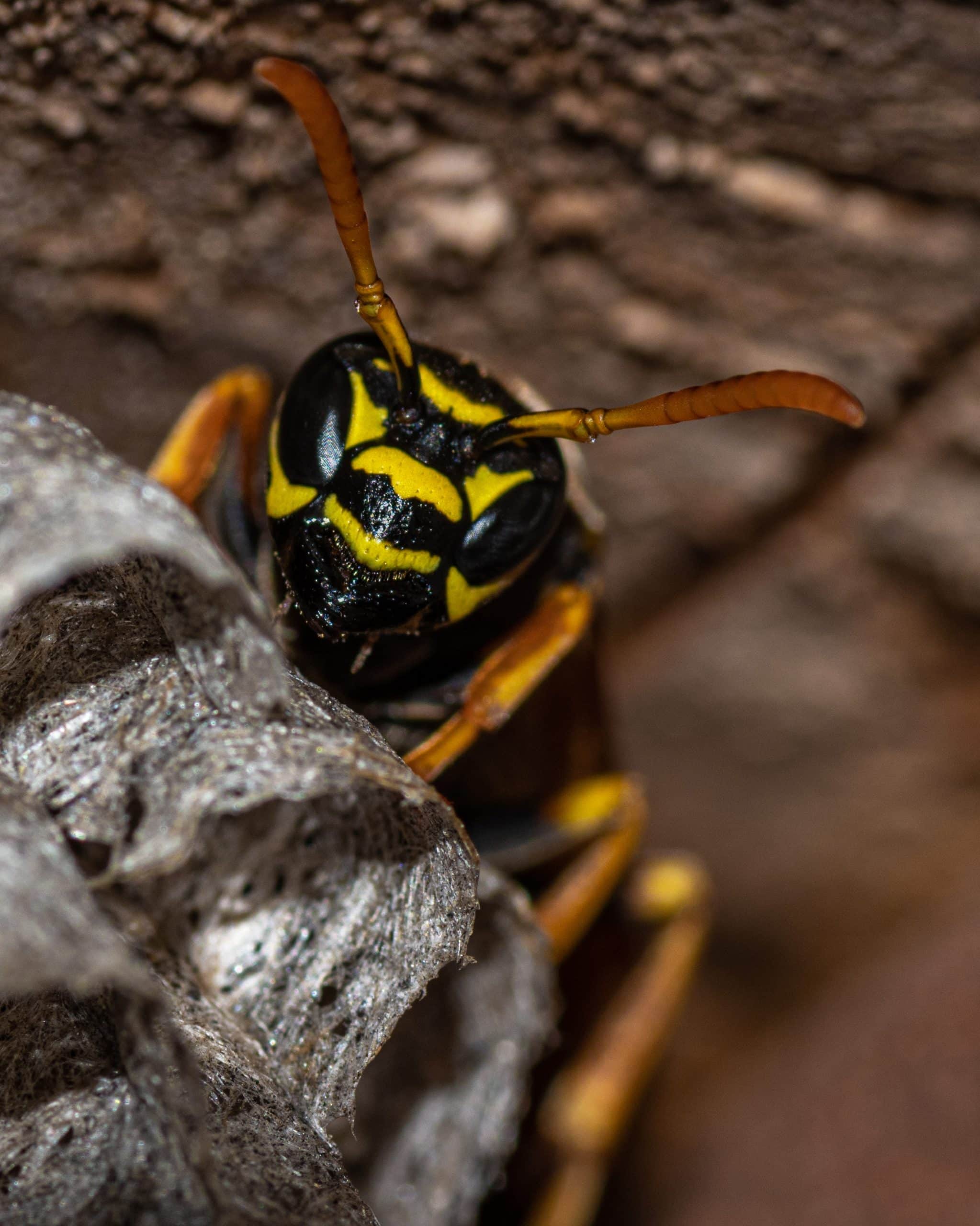 Peuton laisser un nid de guêpe intact ? Voyons cela ensemble
